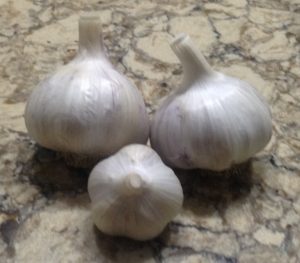 garlic bulbs- ready to plant